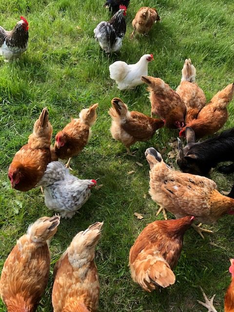 nos amies les poules
