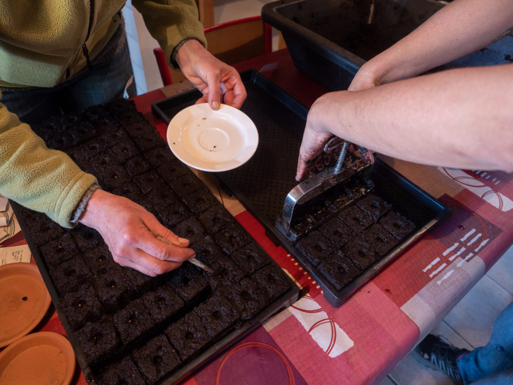 les semis pour la butte en permaculture